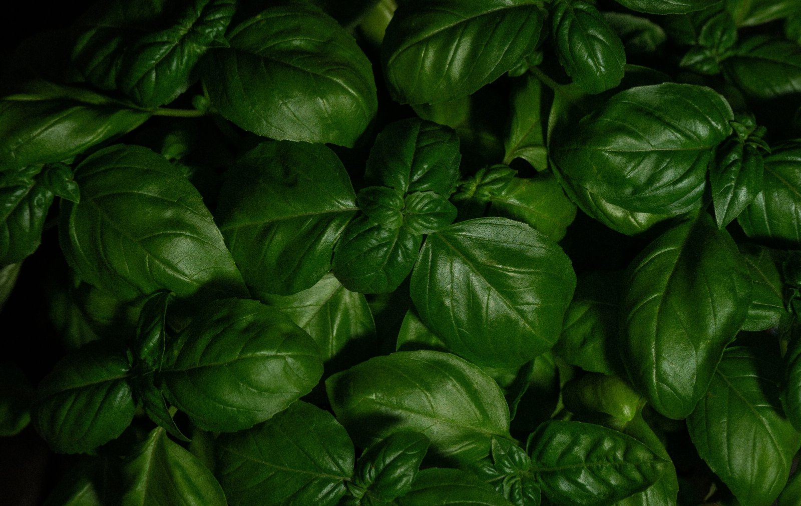 green leaves with water droplets full of phytochemicals, none-the-less