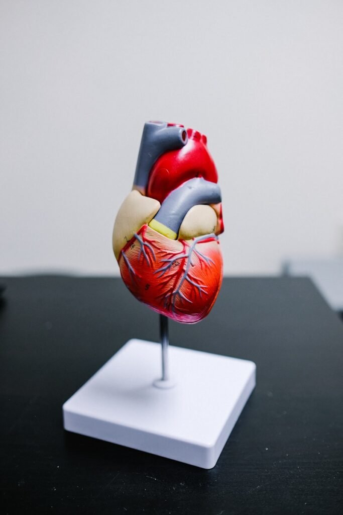 CoQ10 has been synthesized from heart cells, fun fact! depicted is a replace model of the heart