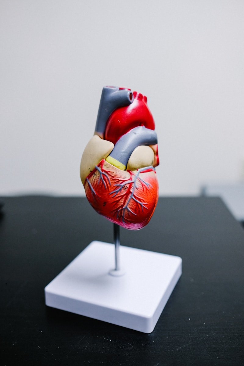 CoQ10 has been synthesized from heart cells, fun fact! depicted is a replace model of the heart